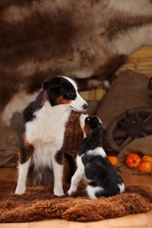 Australian Shepherd