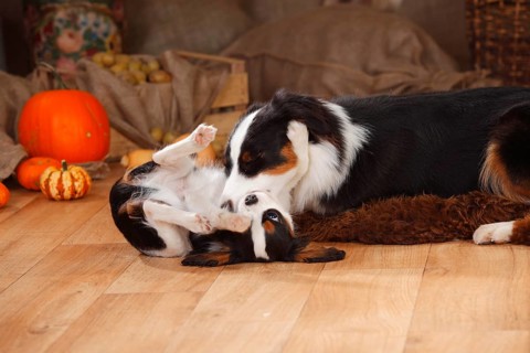 Australian Shepherd