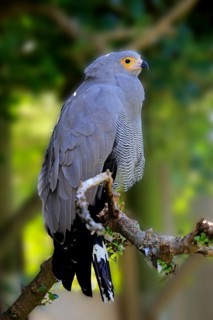 Harrier Hawk