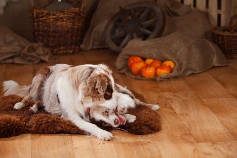 Australian Shepherd