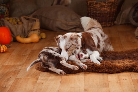 Australian Shepherd