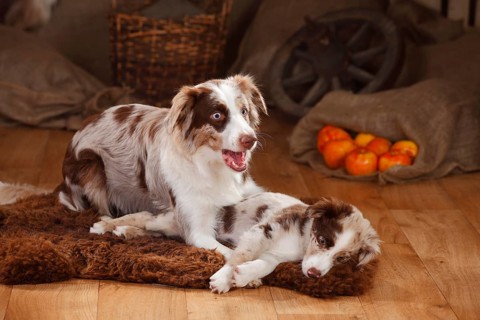 Australian Shepherd