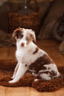 Australian Shepherd
