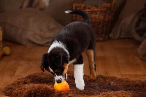 Australian Shepherd