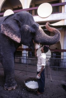 Feeding the temple elephant of Sri Manjunatha Temple Dharmasthala near Mangalore
