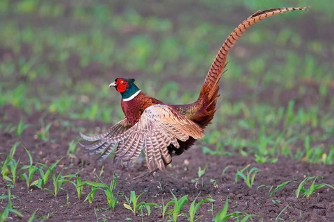Hunting pheasant