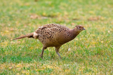 Jagdfasan