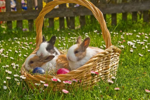 Pygmy rabbits