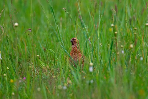 Quail