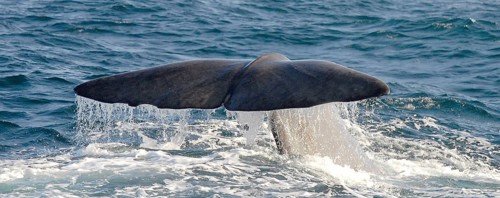 Sperm whale