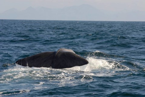Sperm whale