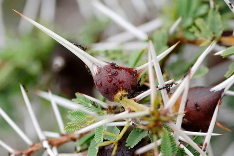 Flute acacia with ants