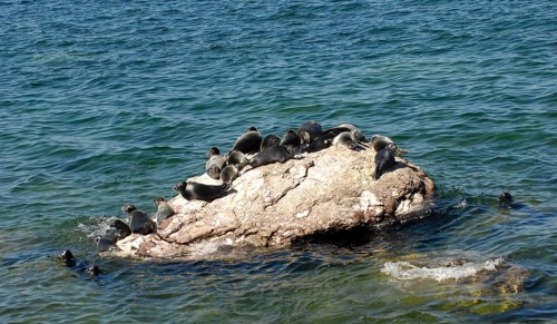 Baikal ringed seal