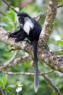 Angola stubby monkey