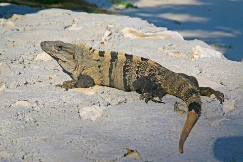 Black Iguana