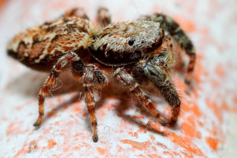Bark spider