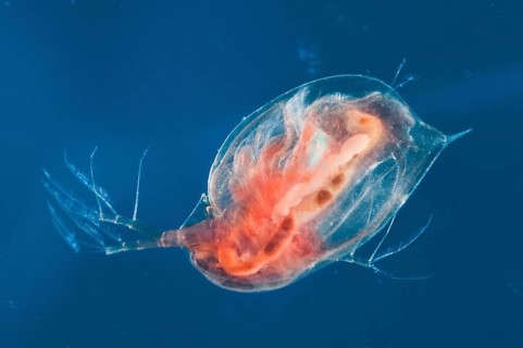 Water flea