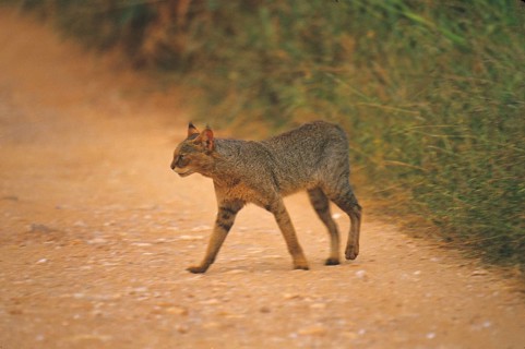 Asian golden cat