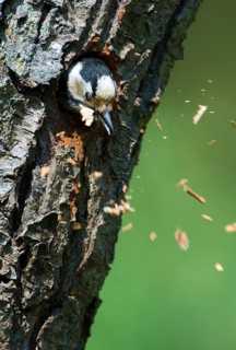 Lesser Spotted Woodpecker