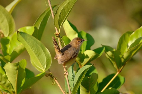 Red-faced Cisticola