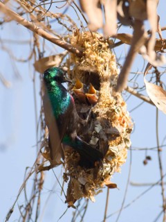 Porphyry Sunbird with nest