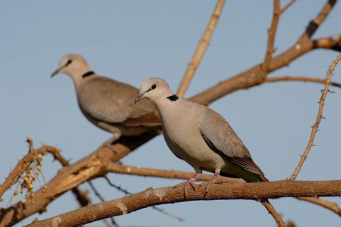 Ring-necked dove