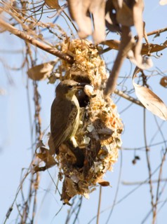 Porphyry Sunbird with nest