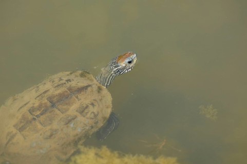 Balkan brook turtle