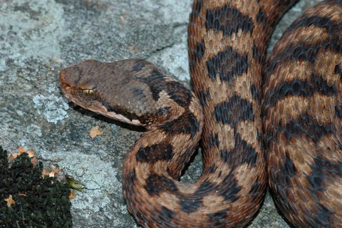 Alpine Asp Viper