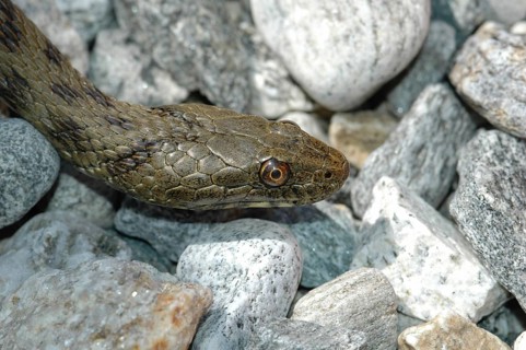 Dice snake