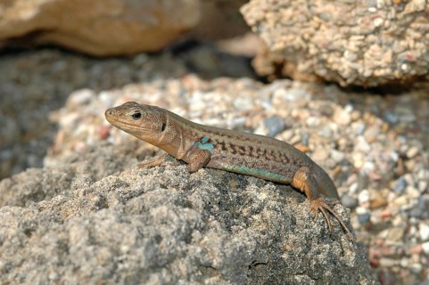 Peloponnese wall lizard