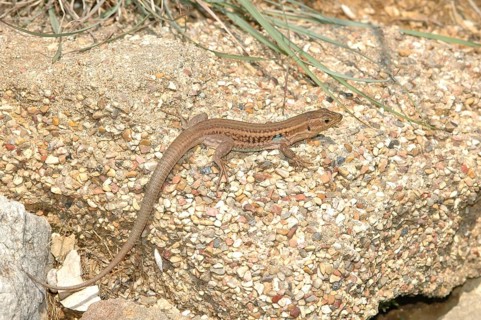Peloponnese wall lizard