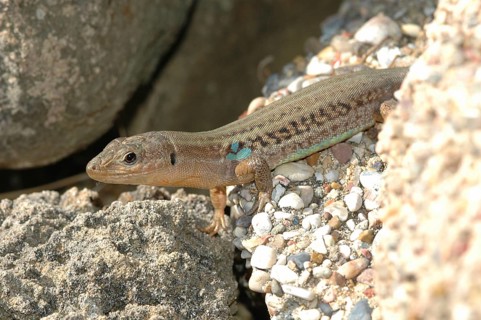 Peloponnese wall lizard