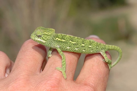 Basilisk chameleon
