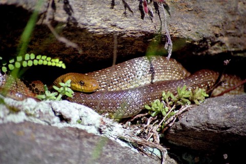 Aesculapian snake