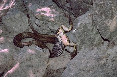 Balkan grass snake feeding on a lake frog