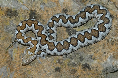 European horned viper