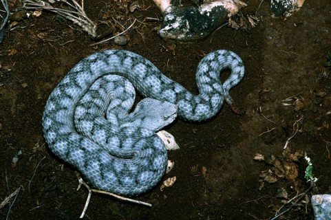 European horned viper