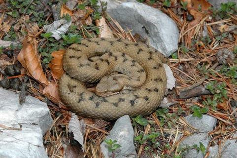 Aspisviper