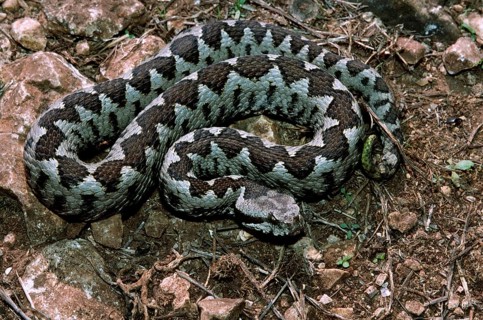 Southern horned viper
