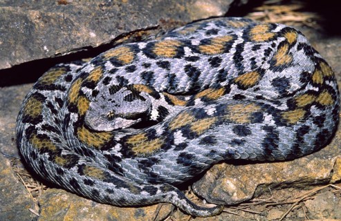 Wagner's mountain viper