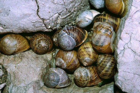 Roman snails