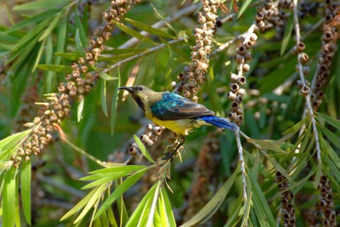 Ornamental Sunbird