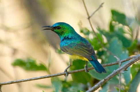 Forest Sunbird