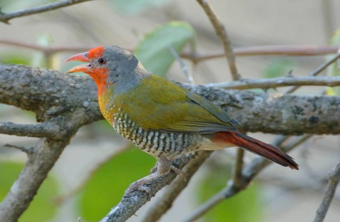 Green-winged Pytilia