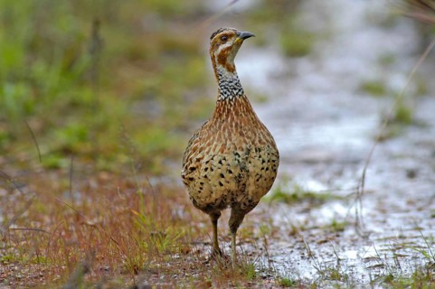 Red-winged Francolin