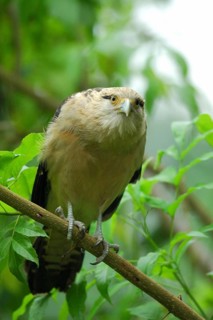 Yellow-headed Caracara