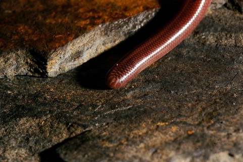 Jordan blind snake