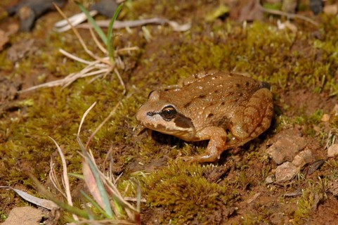 East African Mountain Frog