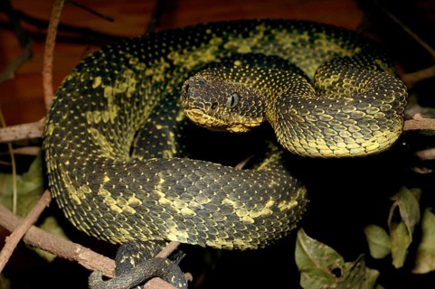 Mount Kenya Bush Viper